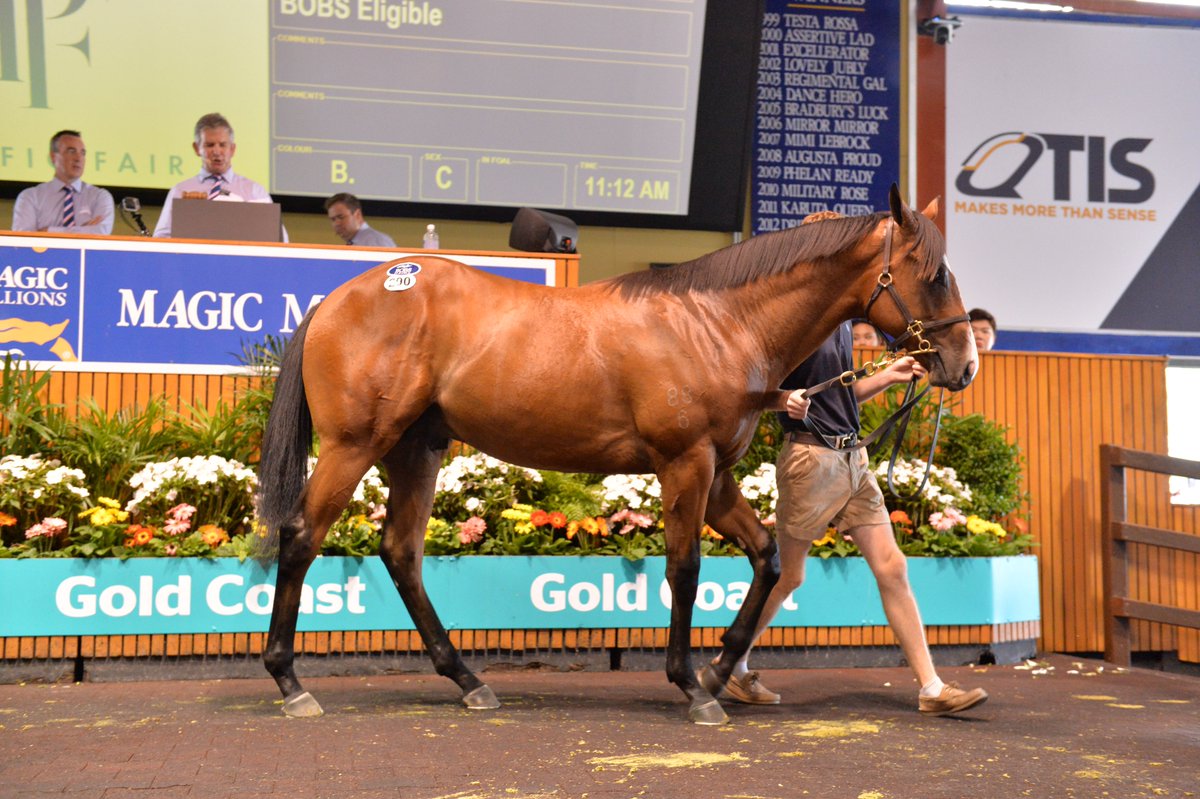 mmsnippets's tweet photo. He'll Haunt Us (Time for War) at the Gold Coast Yearling Sale where he sold to John Foote and @RolltheDiceRace for $150,000. Another @KitchwinHills sold star. Today wins the Group Three Zeditave Stakes at Caulfield for @MichaelRhysKent and @MickPriceRacing. 
#ClassOf2018 https://t.co/vQ6gY3Itax