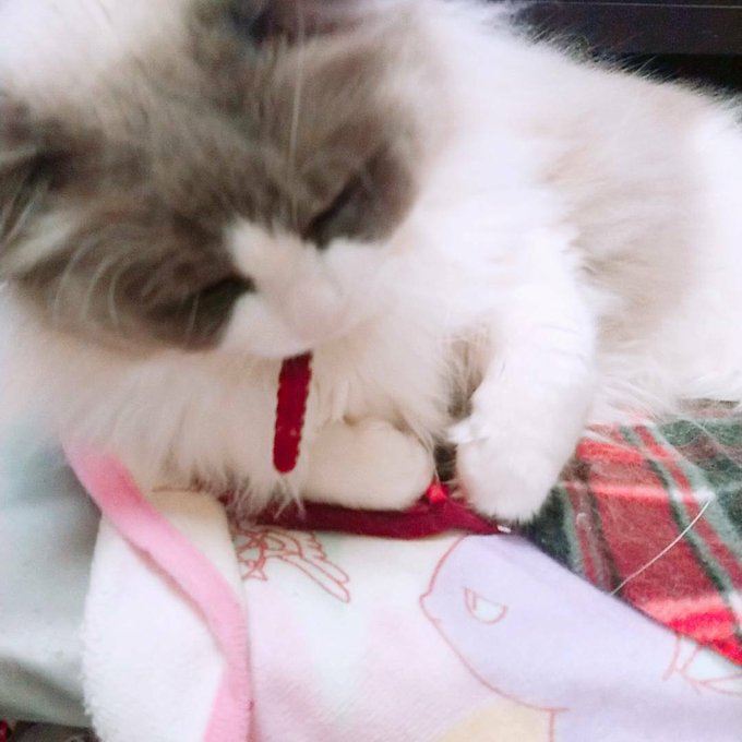 コスプレイヤー橋本麗愛のTwitter画像64