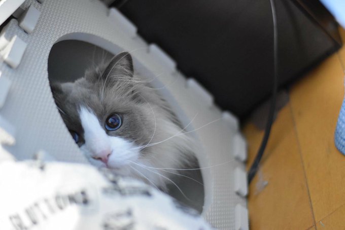 コスプレイヤー橋本麗愛のTwitter画像62