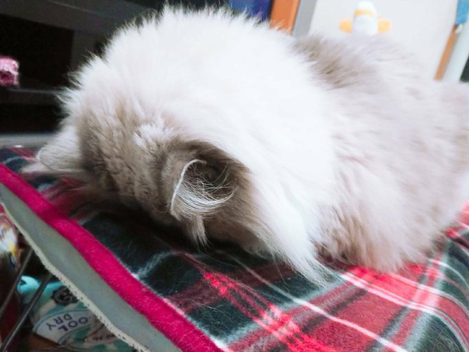 コスプレイヤー橋本麗愛のTwitter画像63