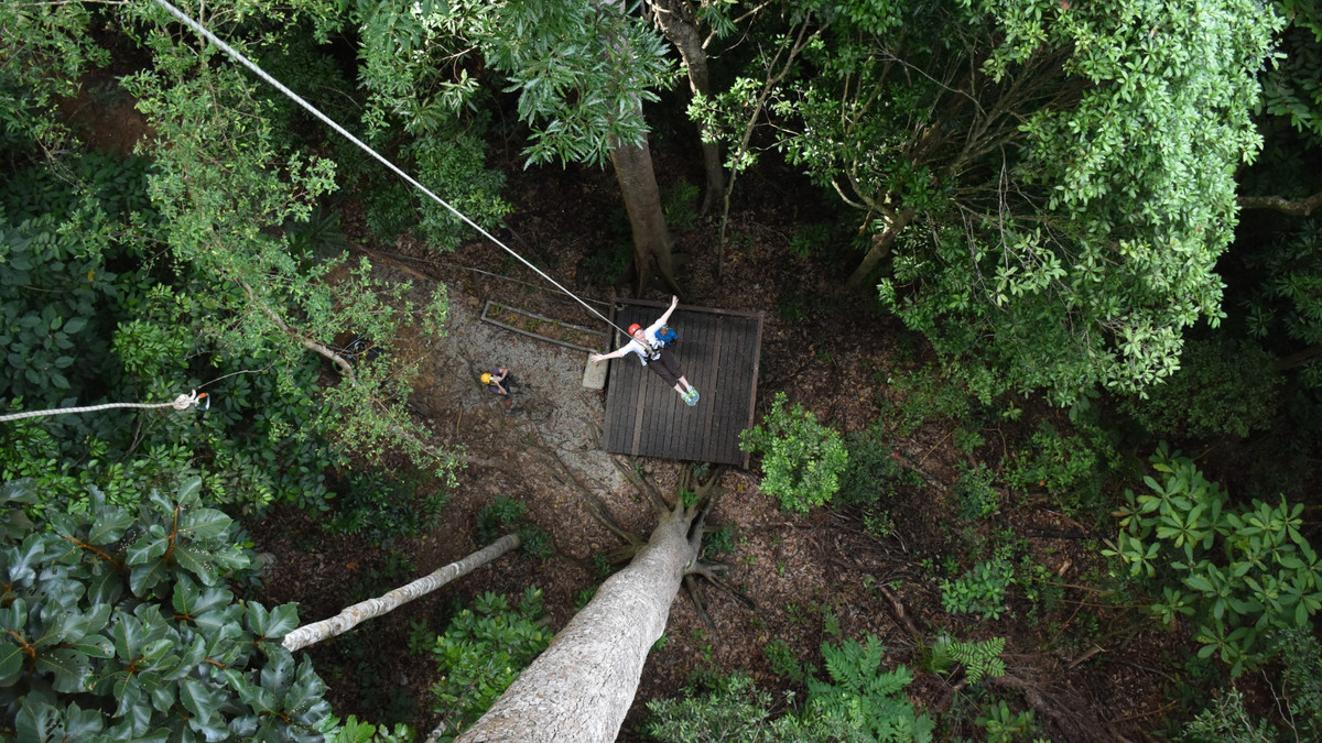 Umgawa's tweet photo. Guess how high the photographer is in this pic? #high #tree #merantitree #veryhigh #fearofheights #nofear #overcoming #fightingback #strength #abseil #descent #final #zipline #langkawi #umgawalangkawi https://t.co/iNuN8FpI5Q