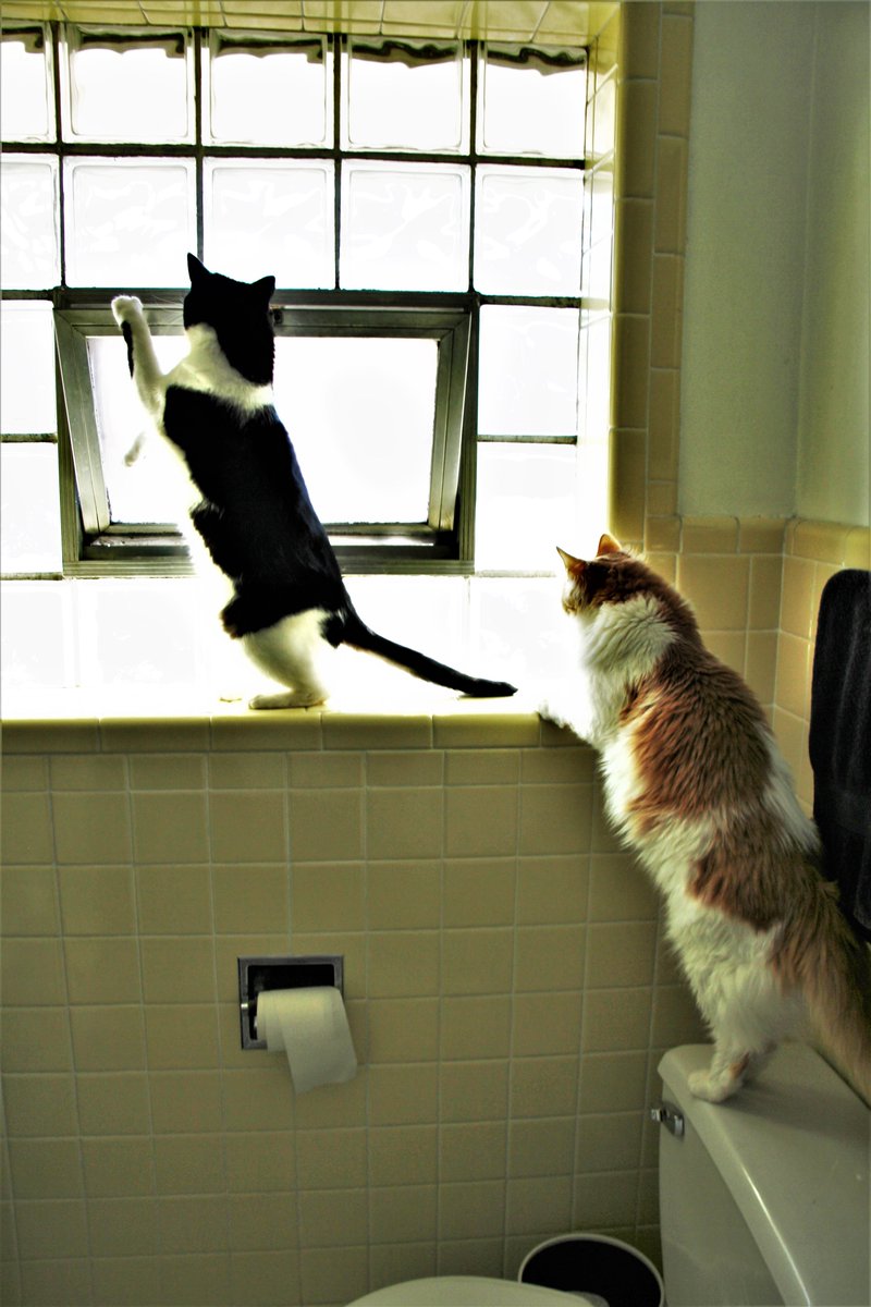 RoadTabby's tweet photo. "She came in through the bathroom window, 
Protected by a silver spoon..."

Inspiration: She Came in Through the Bathroom Window, Album: Abbey Road, Released: Sept 26, 1969

#TheBeatles #Beatles #Beatlescats #Cats
#CatsOfTwitter #catsofinstagram https://t.co/adWH0DyZdF