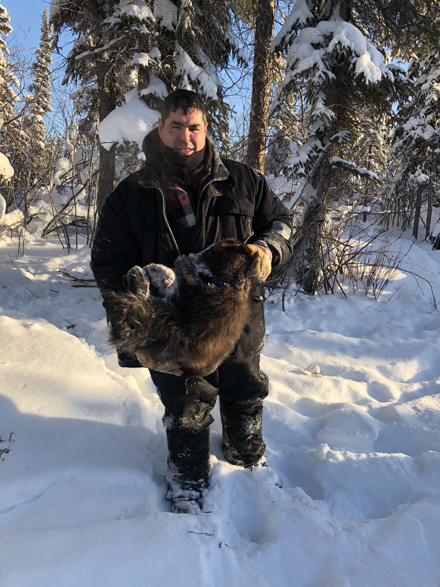 BigShowBrad's tweet photo. Wolverine in a snare, just about busted it.   #ToughSOB #3 Nice and warm here in the #MackenzieDelta after two months of thirty below. Good for the fur, prime it up @katezuray @SetlonoyegheeLn @Allakariallak @a_brauweiler @trappinginctv #Northof60Boyz https://t.co/VEKFbfZRm3