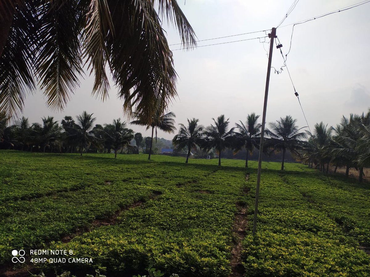 sridhar_sri__'s tweet image. Vanga pullingola #Kadalai sapadalam 

Enga katu kadalai 😋

#Nativeplace 😍

#Master