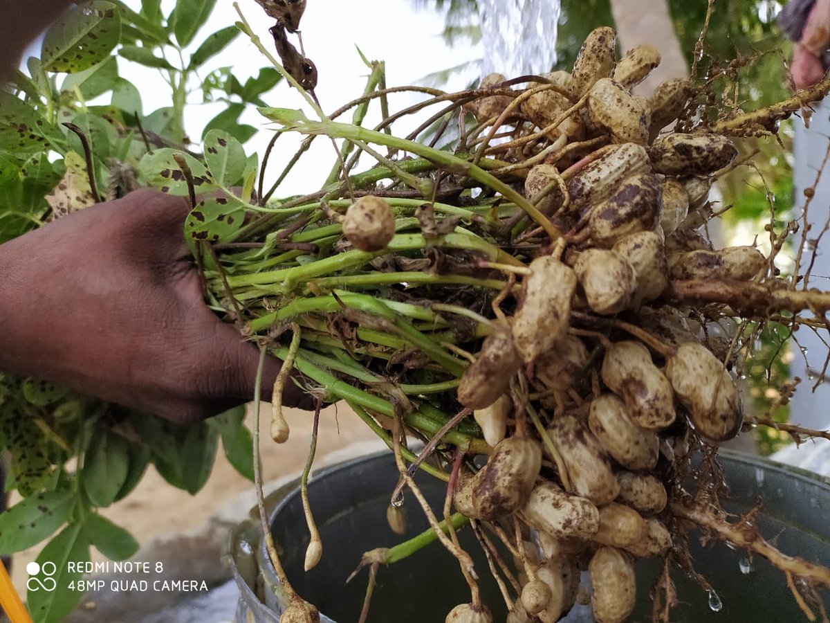 sridhar_sri__'s tweet image. Vanga pullingola #Kadalai sapadalam 

Enga katu kadalai 😋

#Nativeplace 😍

#Master