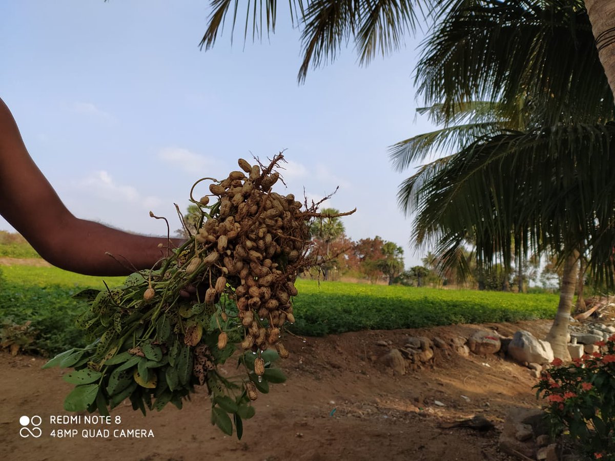 sridhar_sri__'s tweet image. Vanga pullingola #Kadalai sapadalam 

Enga katu kadalai 😋

#Nativeplace 😍

#Master