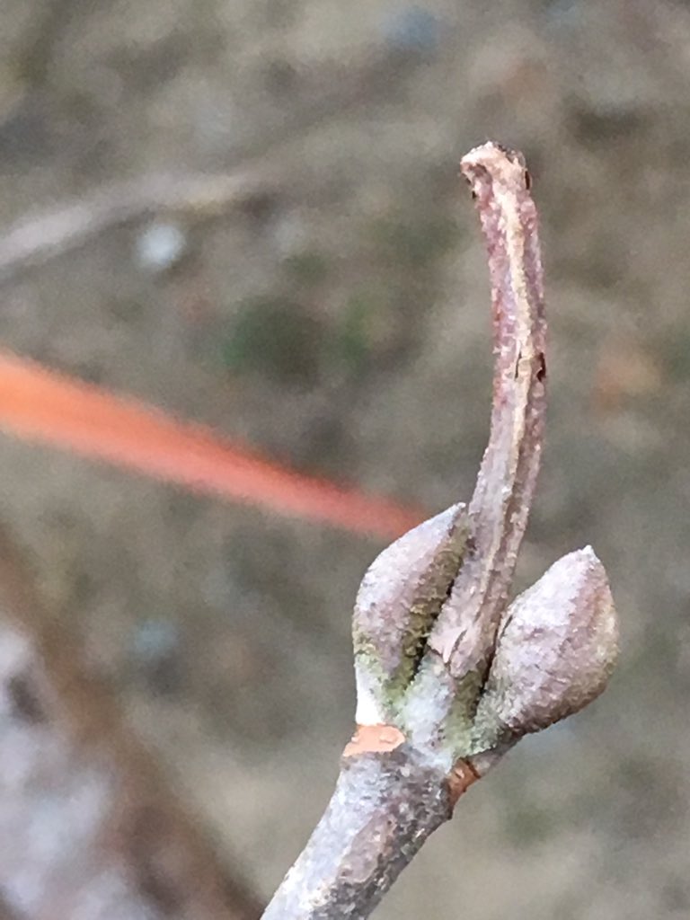 塩田大介 プレイワーカー 造園メモ植木154 オオデマリ レンプクソウ科ガマズミ属の落葉低木 花期は4 5月頃 アジサイみたいな感じ花たくさんつける マリみたいだからオオデマリたぶん 写真は2月 冬芽 芽鱗は2枚 対生してつく 葉痕はv字で維