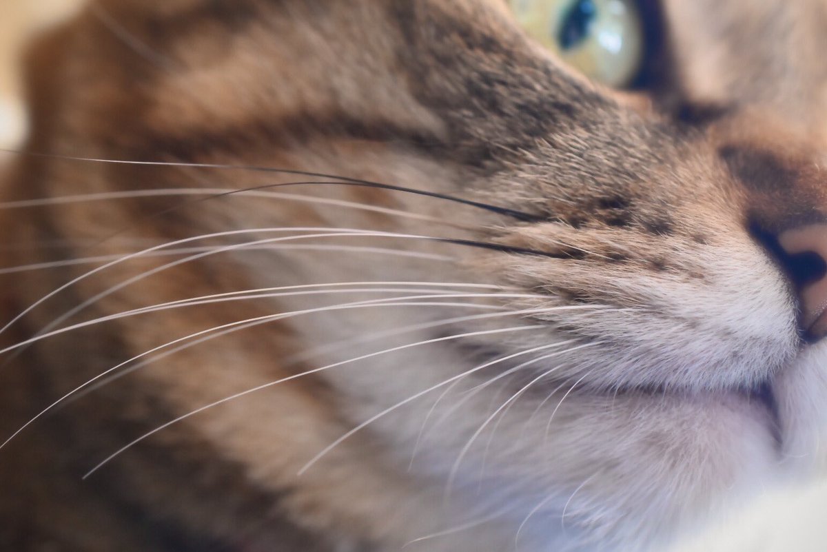 抜け落ちた猫のヒゲどうしてますか 愛猫のヒゲを飾る 髭山 に注目 こんな素敵なものが うちはこうしてる の声も続々 Togetter