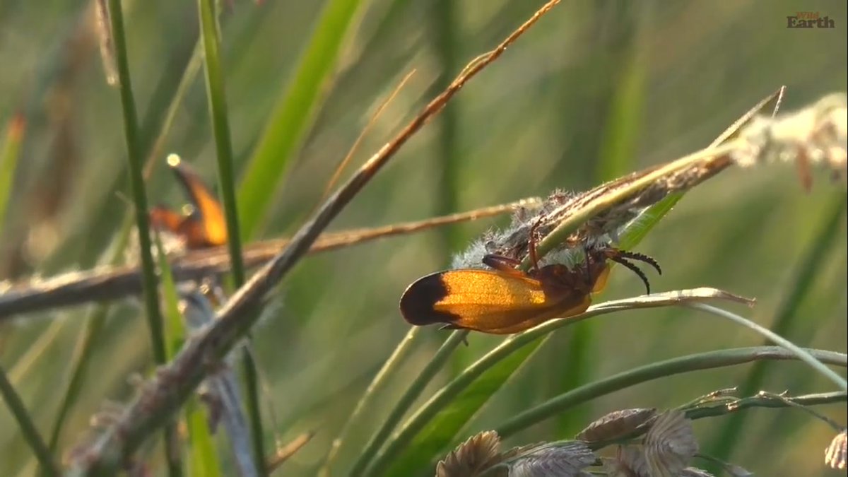 myrtleSC1's tweet photo. We have Fireflies here in the States, James . Sorry for the delay during drive  @JamesRAHendry  #wildearth https://t.co/EIB04cbPqG