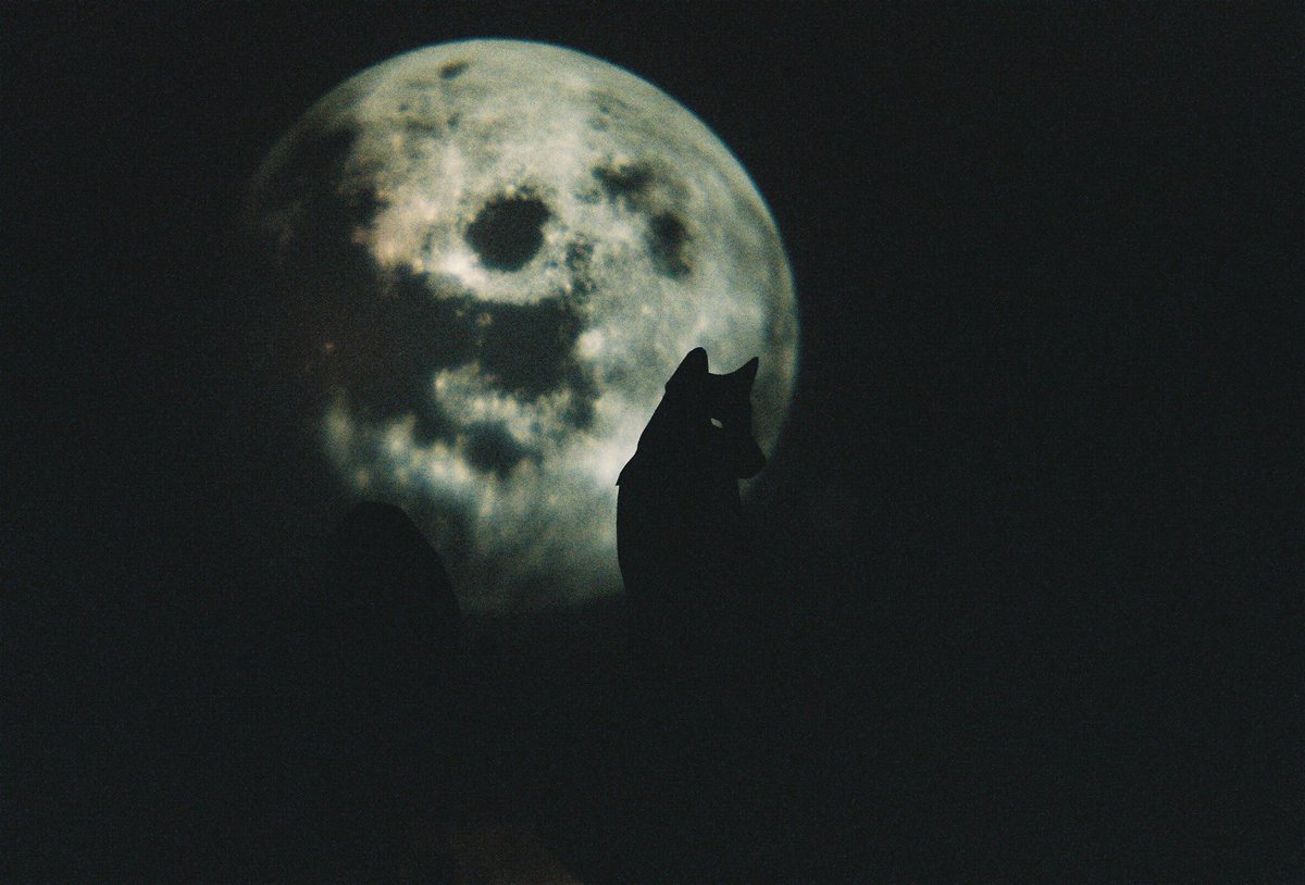 Ninja_anN's tweet photo. The dark mode 🖤 #BKKDW2020 #NinjaAnnFilm
📷#YashicaElectro35GL 🎞 #KodaxUltramax400 https://t.co/U1fx32B39q