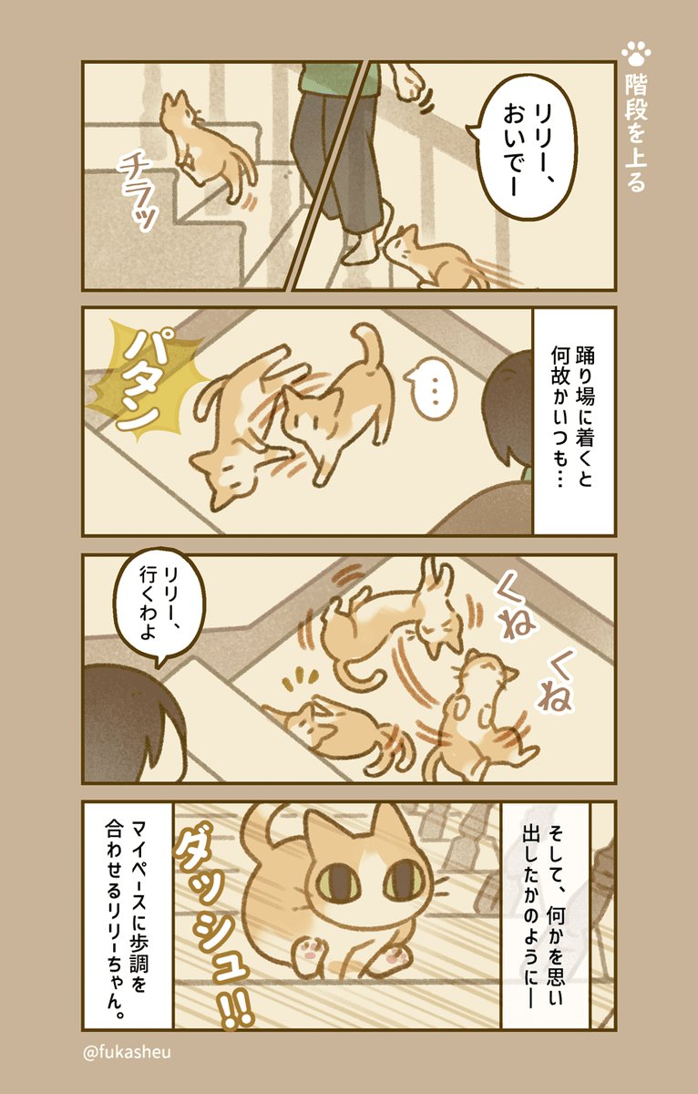 猫の日ということで、うちの?エッセイマンガをどうぞお納めください。ネコと階段のお話です。
#猫の日 