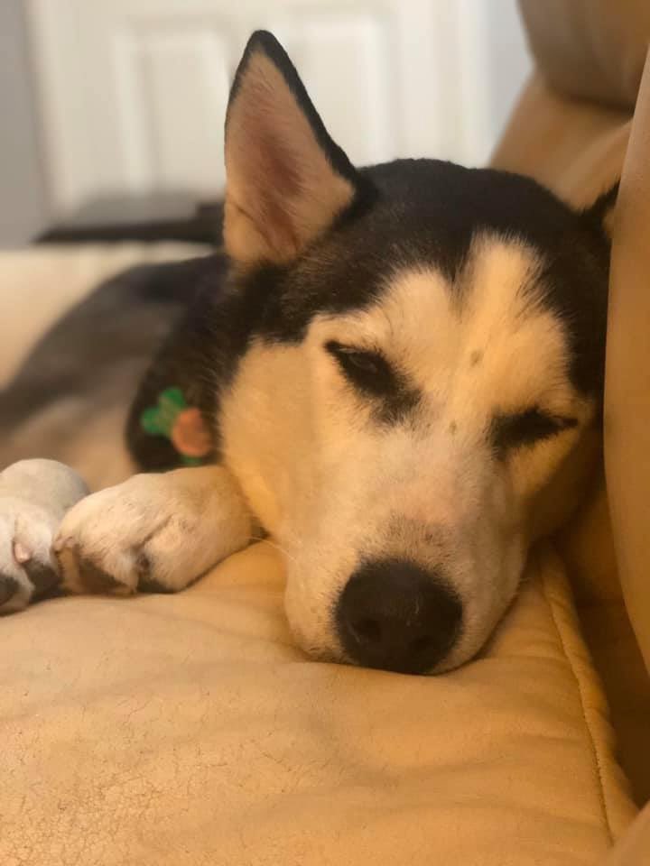 Fetching_Tails's tweet photo. #Adoptable Coyote getting his beauty rest. It’s hard work looking this handsome all the time.
#handsomehusky #adopt #rescuehusky #adoptahusky #huskies #rescuedog #rescue #allbreedrescue https://t.co/yCvlIIaUDi