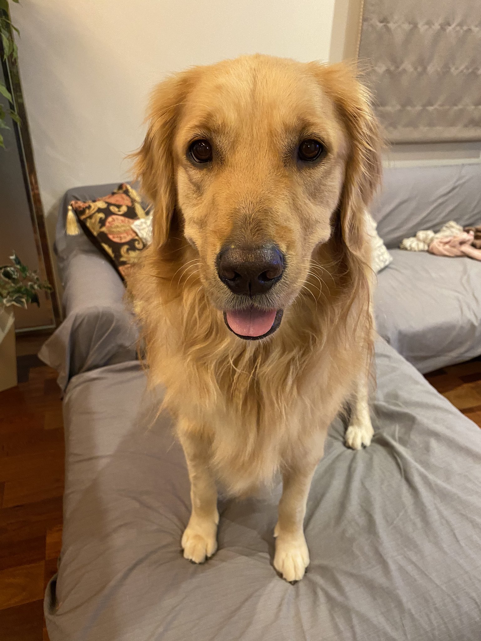 こはる ゴールデンレトリバー ついにiphone11に変えました 高画質なこはる嬢をお納めください しかしこれ動物撮るのは最高だけど人間は毛穴やらシミシワがリアル過ぎて閲覧注意になっちゃうわよ