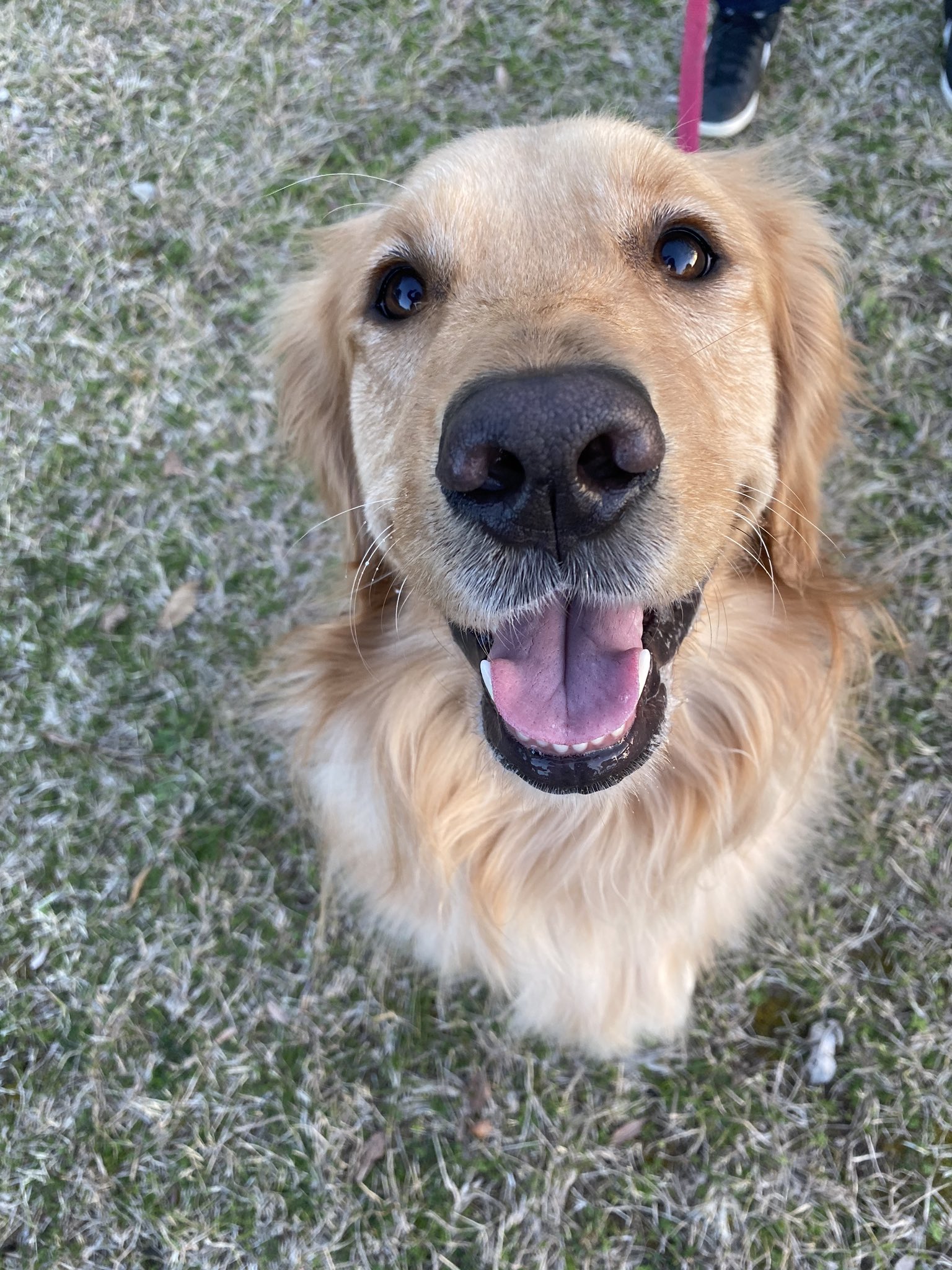 こはる ゴールデンレトリバー ついにiphone11に変えました 高画質なこはる嬢をお納めください しかしこれ動物撮るのは最高だけど人間は毛穴やらシミシワがリアル過ぎて閲覧注意になっちゃうわよ