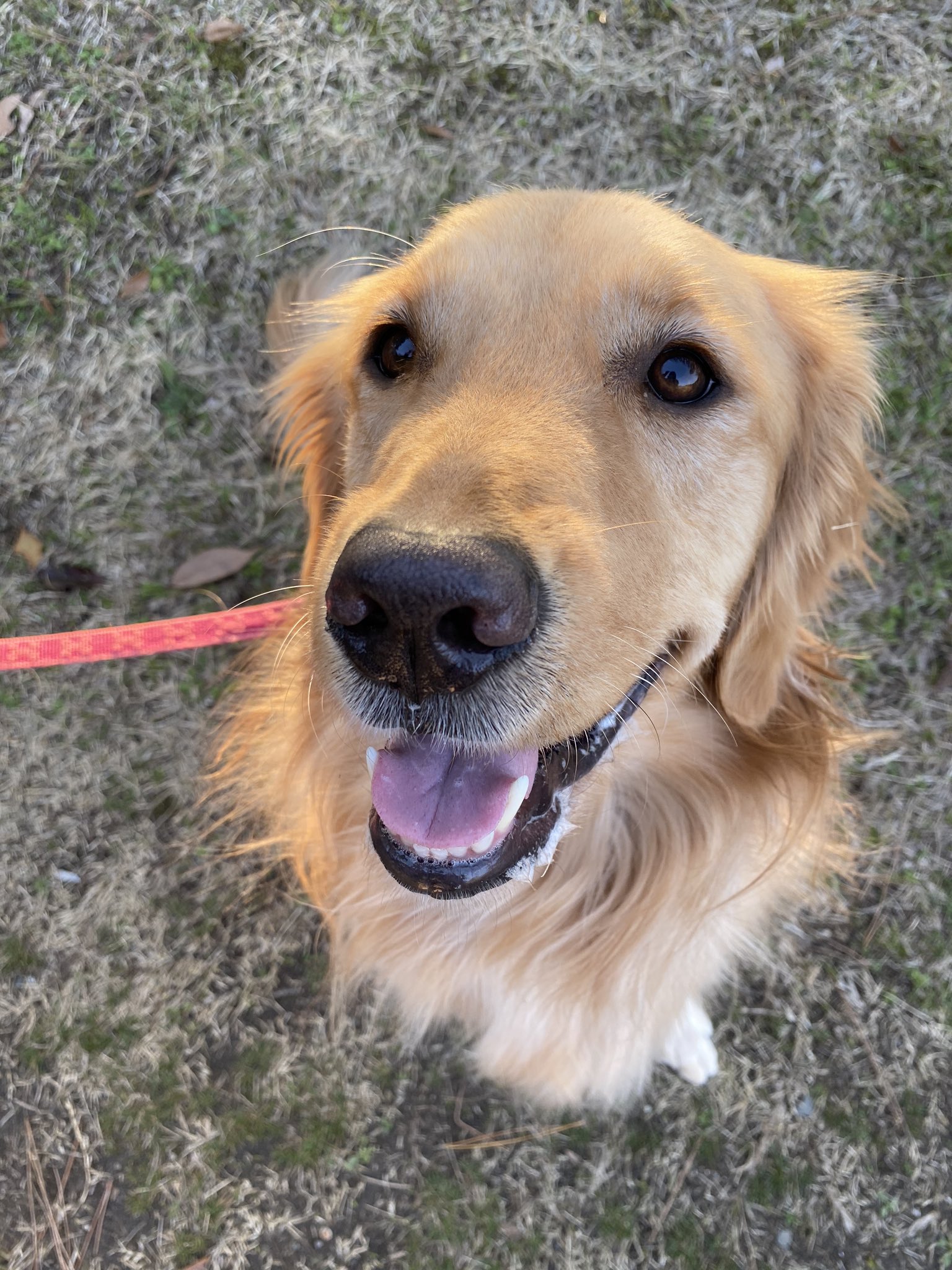 こはる ゴールデンレトリバー ついにiphone11に変えました 高画質なこはる嬢をお納めください しかしこれ動物撮るのは最高だけど人間は毛穴やらシミシワがリアル過ぎて閲覧注意になっちゃうわよ