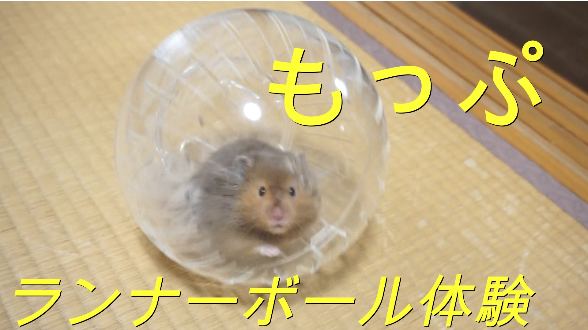 もっぷらんど T Co Rrmn6rmetj もっぷらんどの動画 ランナーボール編です みてください ハムスター Hamster ランナーボール T Co Upefqals1s Twitter