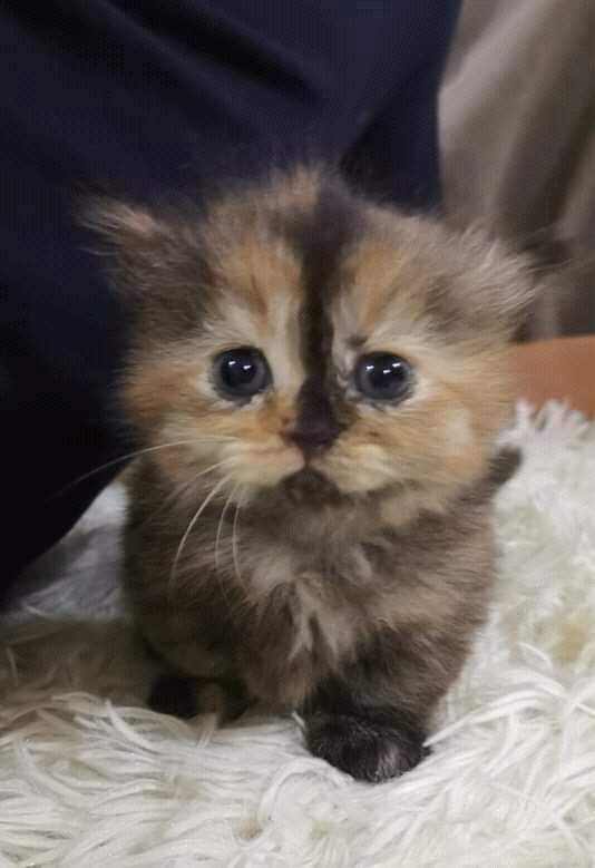 Dak tiyut angaaaaat ni!😍 
Nnt catnap dia..ada bgaduh beso kang.