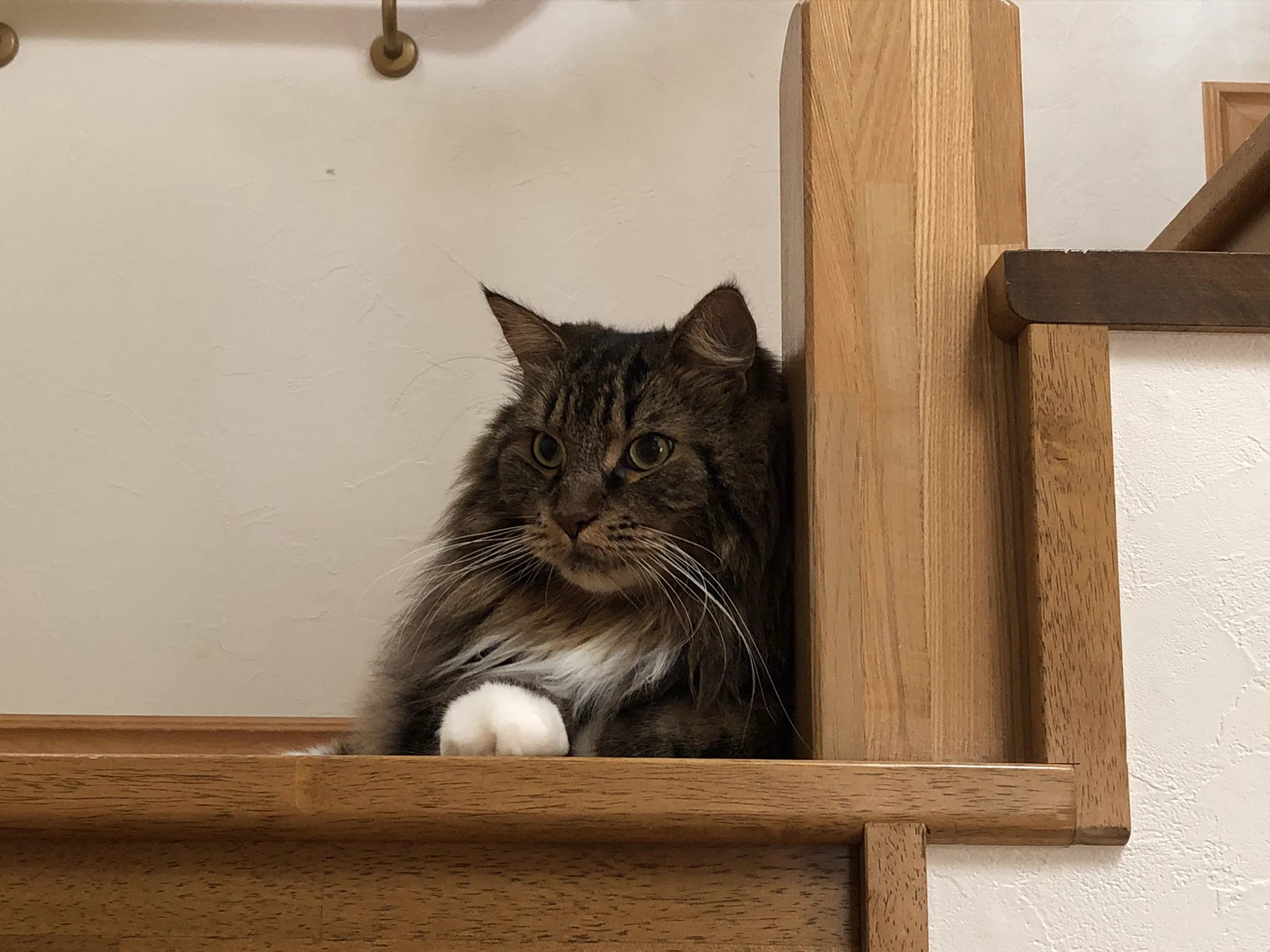 @ikezaki_YEAH 猫の日😺 