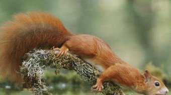 vec_plaisir's tweet photo. 📸
#2images #1histoire
🐿 #animallovers https://t.co/uVp24Y9Ejo