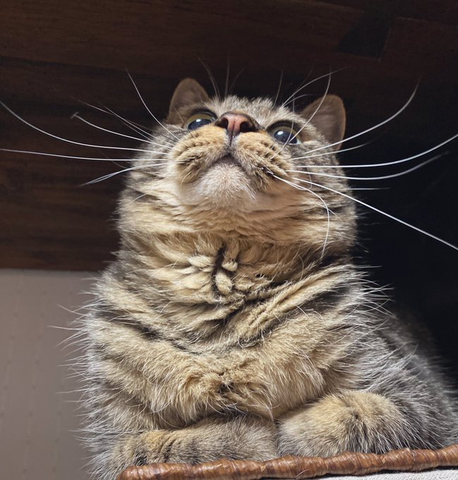ぶさかわ猫のtwitterイラスト検索結果