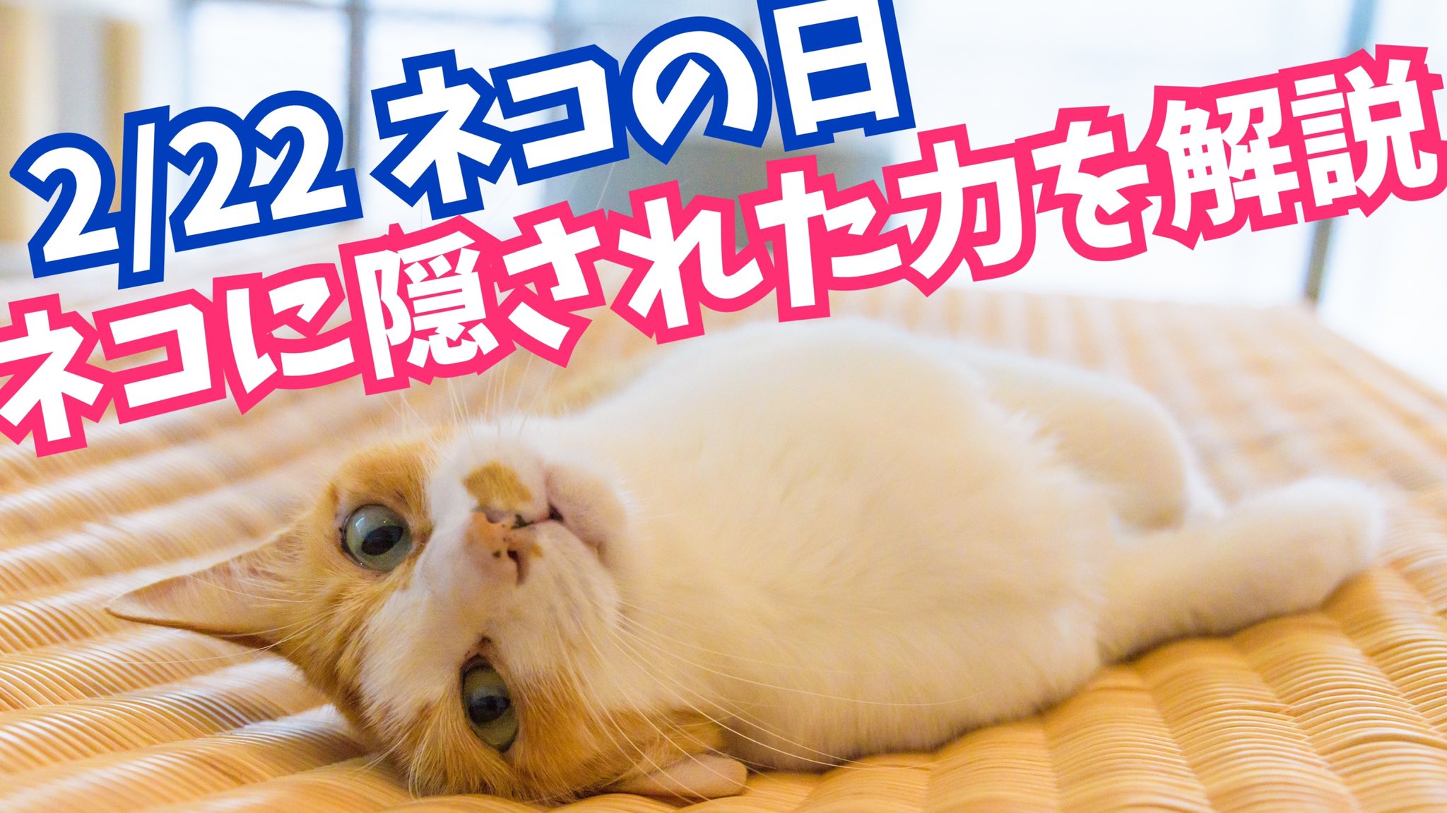 メンタリストdaigo 2 22はネコの日なので 人間の心を操る ネコの持つ力について T Co Lhz7aavnc6 ねこの日 ニャンニャンニャンの日 猫の日 メンタリストdaigo 2 22はネコの日なので 人間の心を操る ネコの持つ力について T Co Lhz7aavnc6 ねこの日 ニャンニャンニャンの日 猫の日