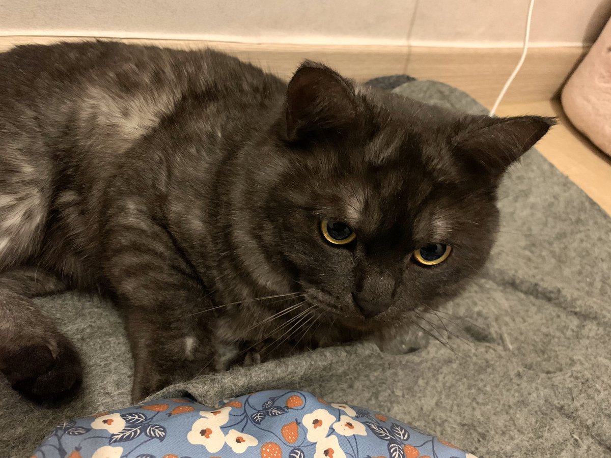 나 입양신청서 마니 들어오고 이써?

뭐? 별로 없다고? 그럴리가 없는데...