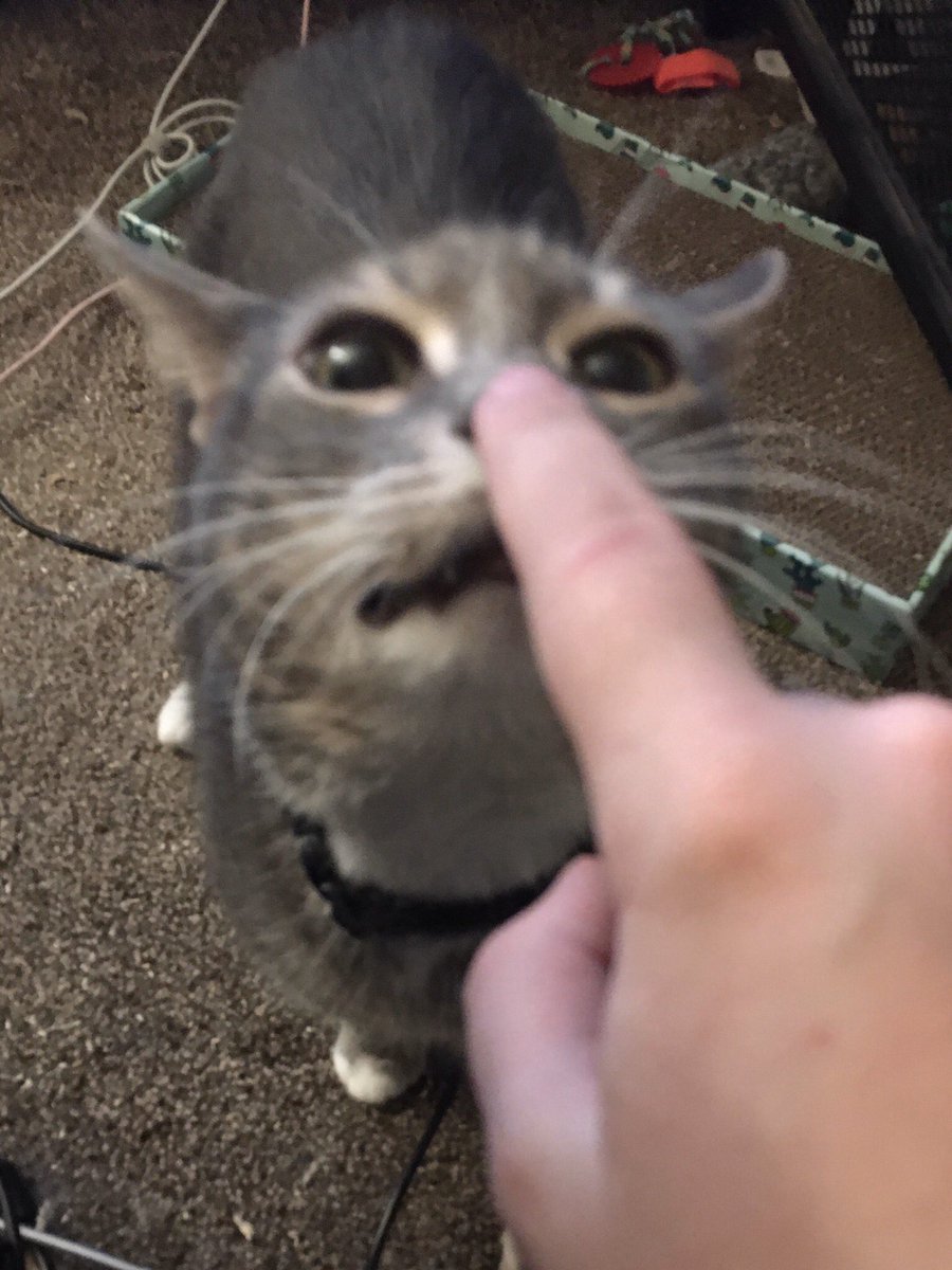 boop