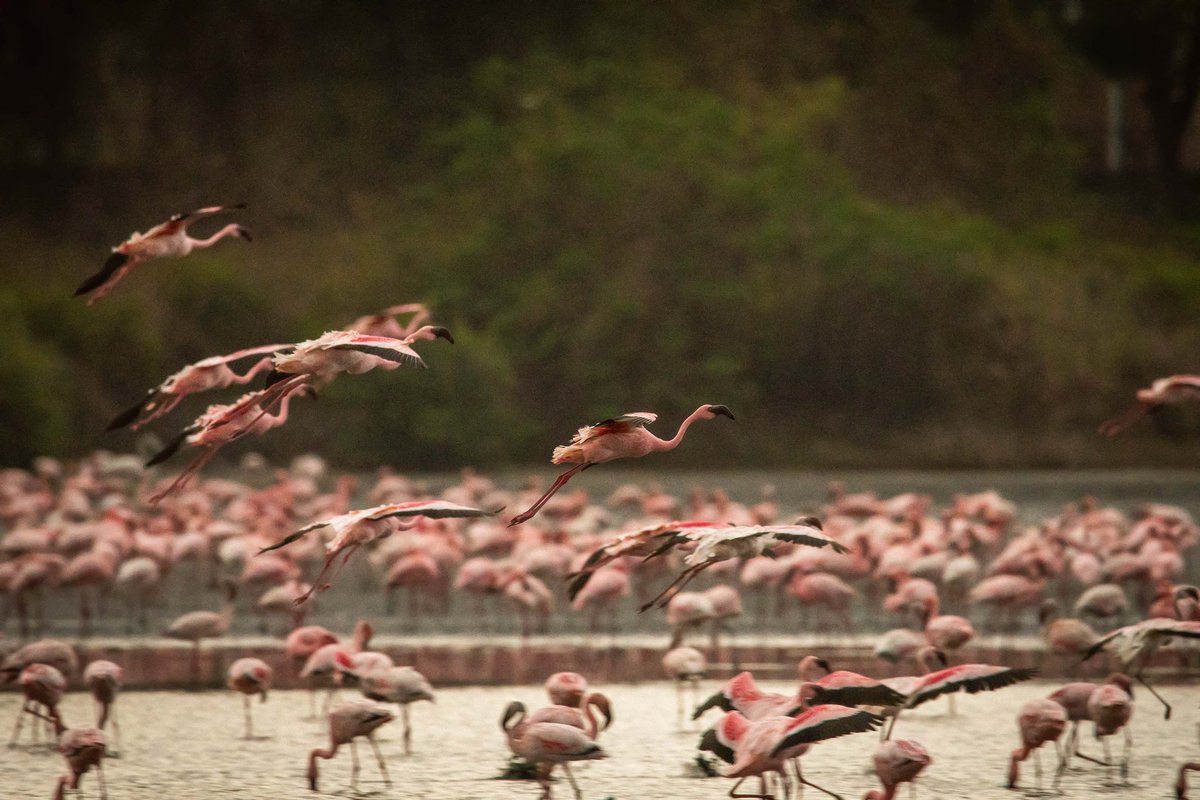 ketan83's tweet photo. Mumbai is always spoken of as the 'maximum city' &amp; a 'concrete jungle', but few people are aware that it provides diverse habitats to hundreds of #MigratorySpecies . Wetlands Disappearing Three Times Faster than Forests.
Pic Credits #NareshIyer 

#SaveWetlands #SaveMigratoryBirds https://t.co/Hd7U0KNbFm
