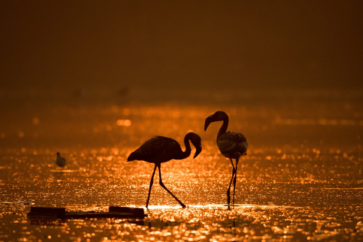 ketan83's tweet photo. Mumbai is always spoken of as the 'maximum city' &amp; a 'concrete jungle', but few people are aware that it provides diverse habitats to hundreds of #MigratorySpecies . Wetlands Disappearing Three Times Faster than Forests.
Pic Credits #NareshIyer 

#SaveWetlands #SaveMigratoryBirds https://t.co/Hd7U0KNbFm