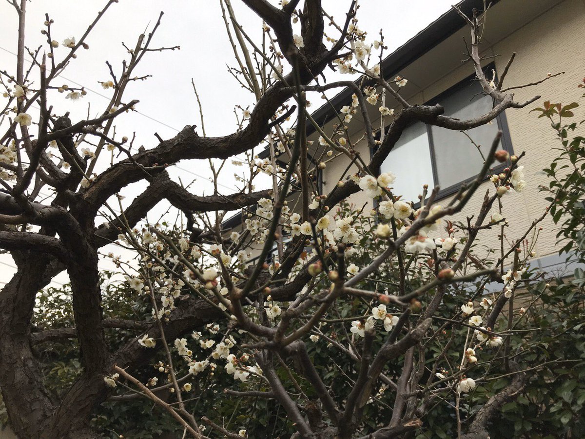 母からlineで実家の梅の花の写真が送られてきた 春 風の匂いに花の香りが 藤野ハルマ 単行本第1巻 4 14発売のイラスト