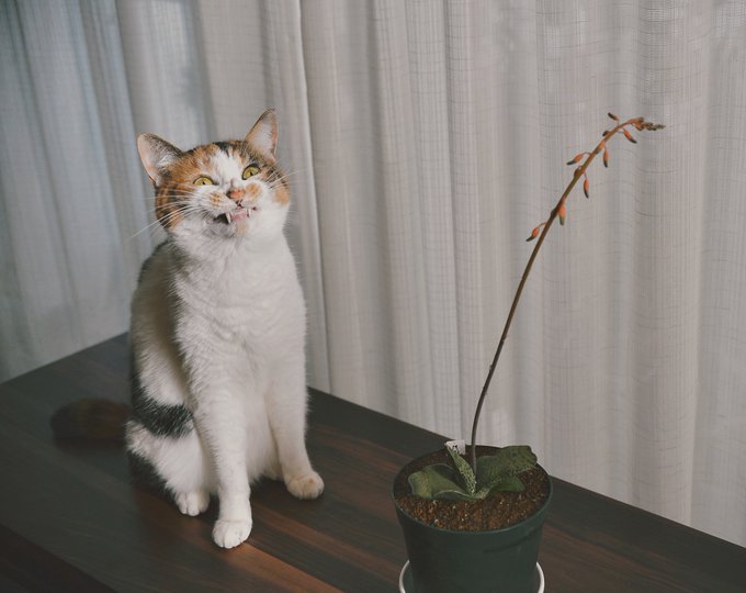 「植物 植木」のTwitter画像/イラスト(人気順)