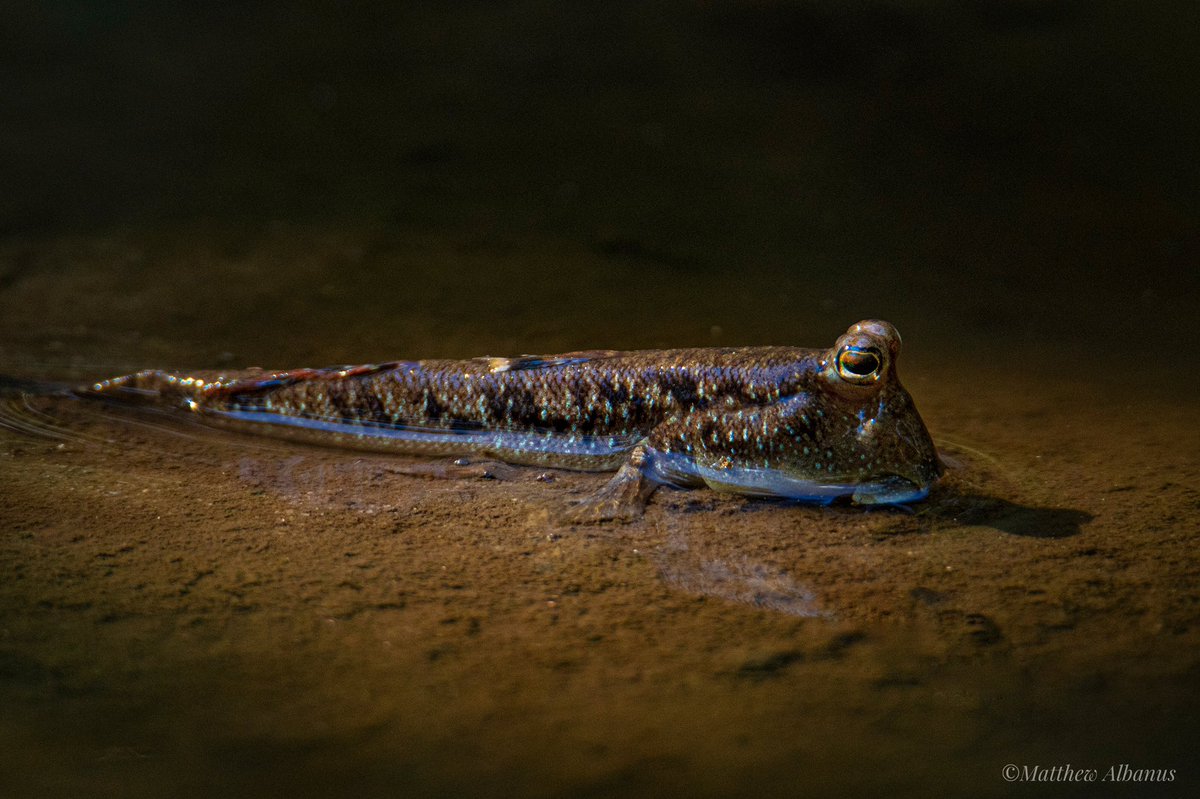 matthewalbanus's tweet photo. A mudskipper photographed right in a light opening of a mangrove forest.
#mudskipper #mudskippers #mudskipperfish #mudskippersofinstagram #fish #mangrove #swamp #belacak #amphibiousfish https://t.co/o5ARIdYwSz
