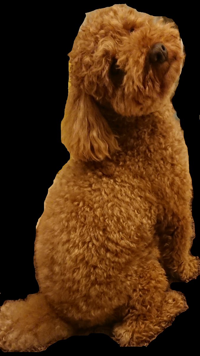 ゆあなり 隠れ里 背景透明化とかいうアプリあったからうちの犬で試してみた ゆあなり 隠れ里 背景透明化とかいうアプリあったからうちの犬で試してみた