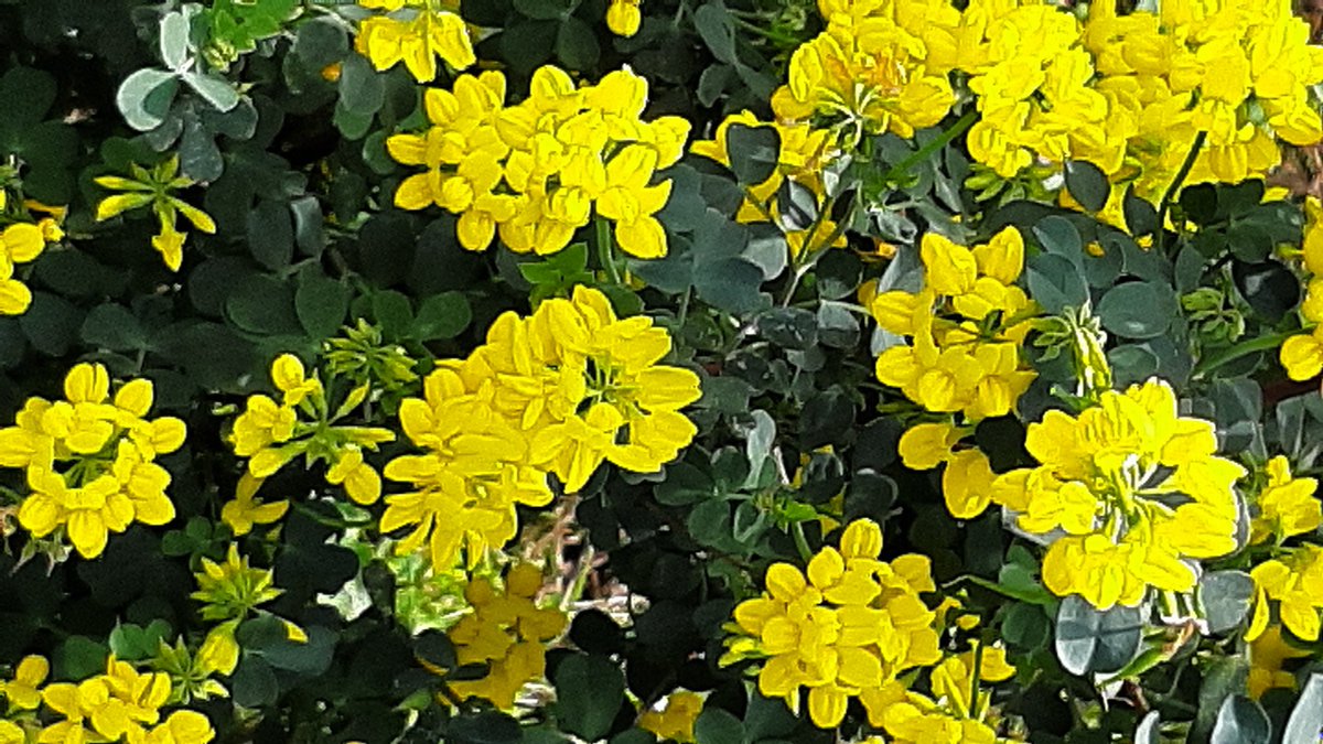 Miguel Manibardo tweet media