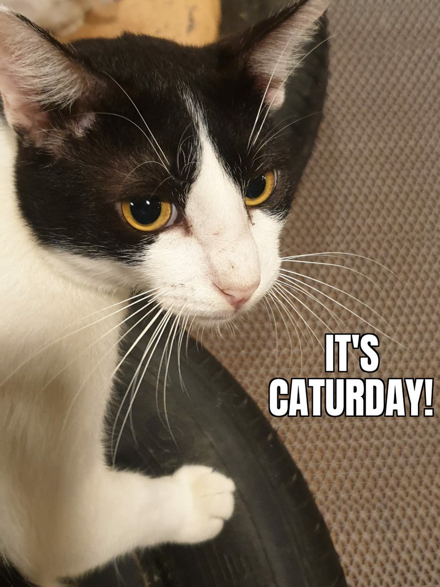 capawcino's tweet photo. What do we do on Caturday? We spend the day with cats! 
Visit Capawcino Cat Cafe, we're open now till 10:30 PM 😸

Our Address: Capawcino Cat Cafe, House: C52, Block: C, Road: W1, Eastern Housing, Pallabi 2nd Phase, Mirpur, Dhaka 1216

#capawcino #catcafe #capawcinocatcafe #cafe https://t.co/XITpRSXSMr