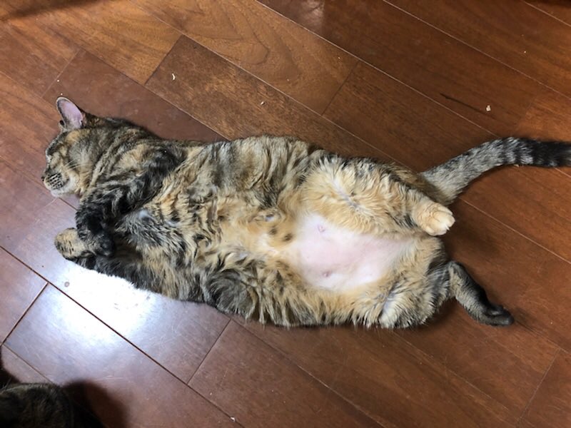 w_sukida's tweet photo. ＃猫の日
ごまにゃ！元気にゃ！

写真はみのりにゃん！ https://t.co/u0e6Bz4J4d