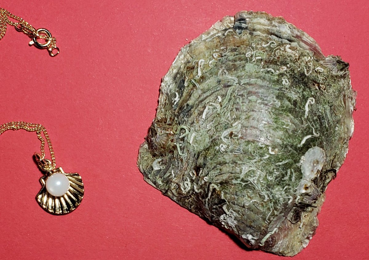 某 文旦 かいじゅうかるた おきてやぶり 先日行ったしながわ水族館で真珠採取ブースがあって娘がやってみたいと 採った貝も持ち帰れたのだけれどやはり生臭い 笑 中身入りフジツボやら色んなのが着いていてモチーフに出来るかなと 真珠はシャコ貝からも