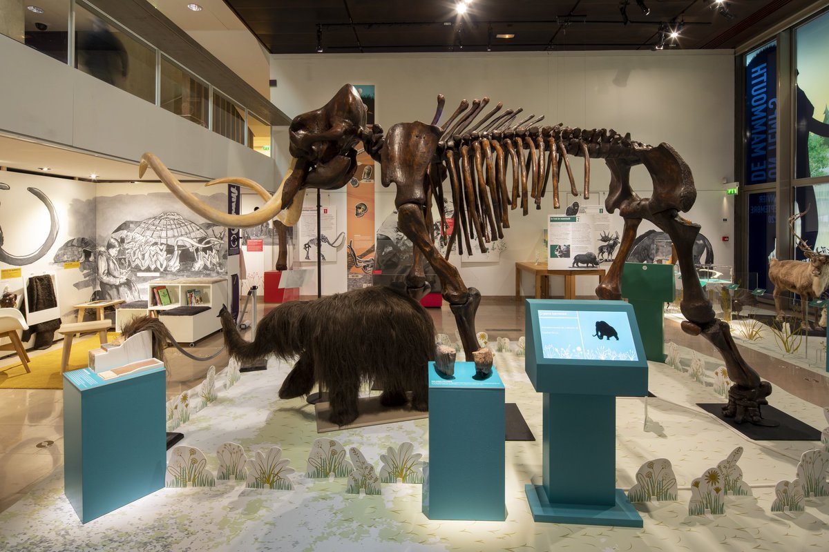 Le_Museum's tweet photo. Nos expos voyagent ! ✈️
Jusqu’au 20/09, le @MuseeARCHEA vous transporte au temps des #Mammouths ! ⏳ Venez suivre les traces de ce géant disparu avec cette adaptation mise à jour de l'exposition présentée en 2004 à la Grande Galerie de l'Évolution 👉 https://t.co/o73mSIrXD2 https://t.co/YJTN3ptXnL