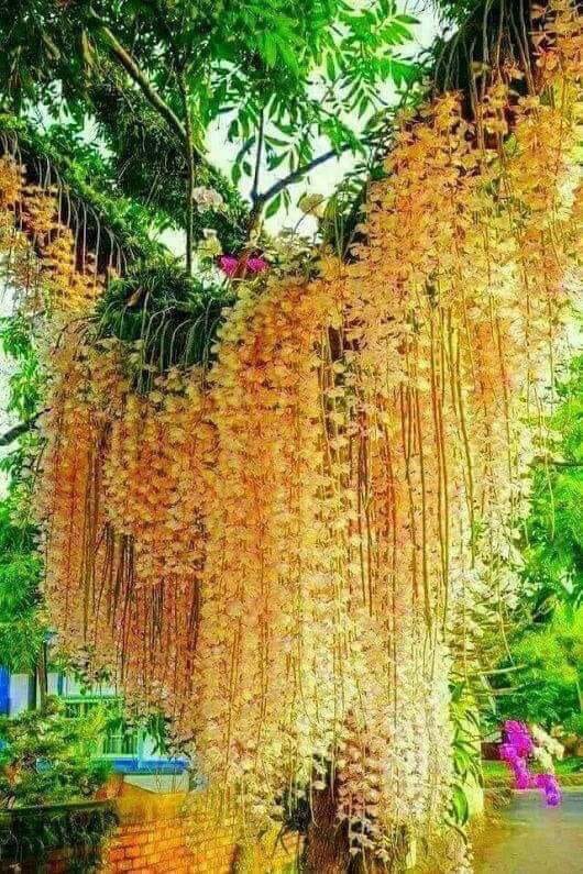 KIMDUNGNGUYEN16's tweet photo. Sắc màu của hoa Lan... https://t.co/G0fz4DWG0Y