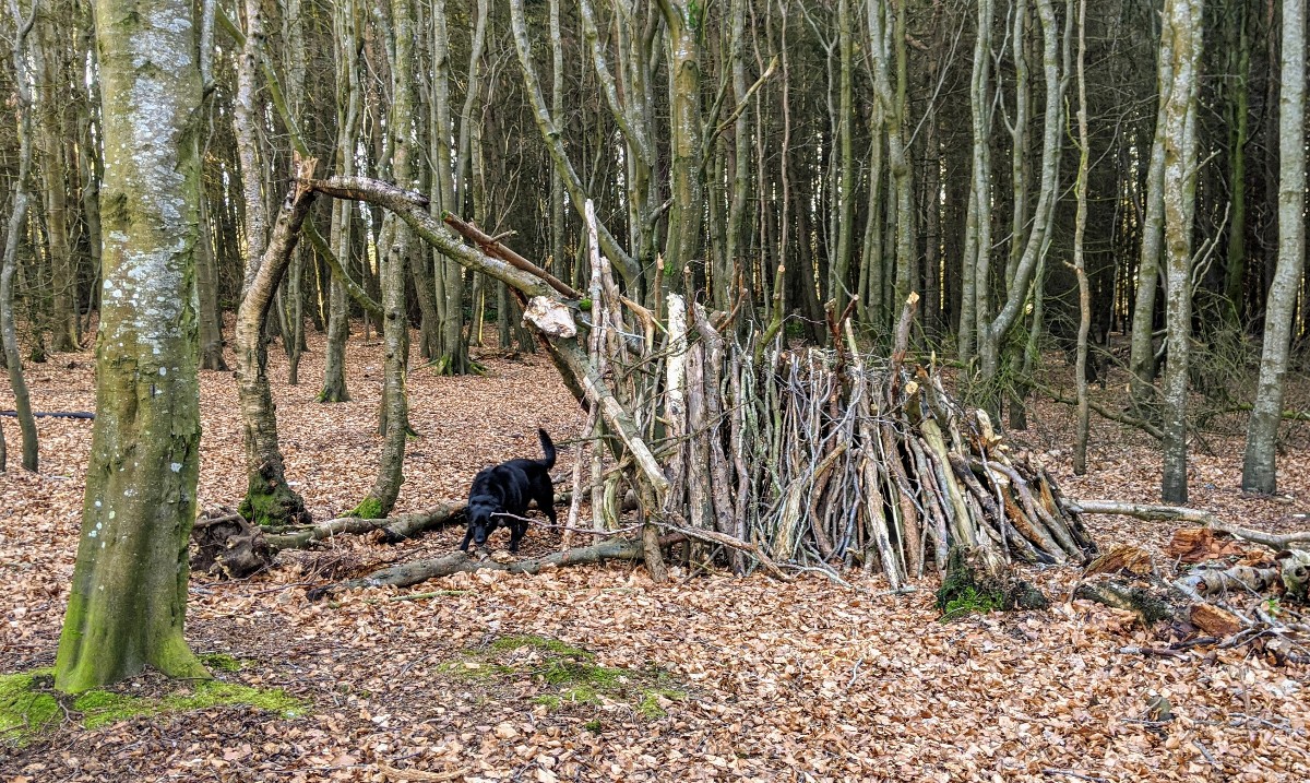 Our woodland walks offer something for all the family; the dug included.