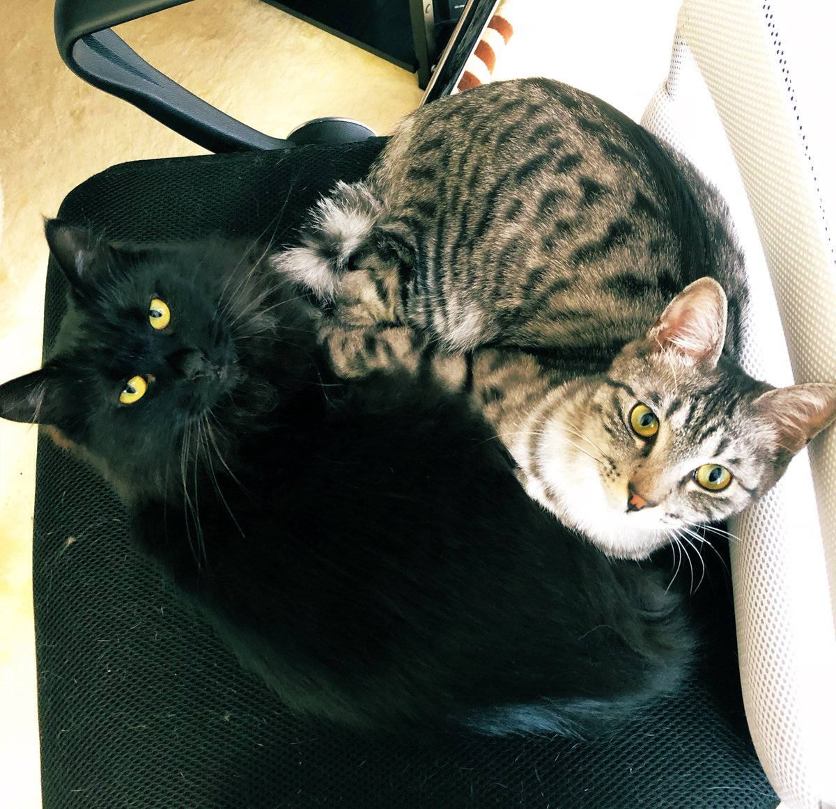 ねこのひシンクロ編 
