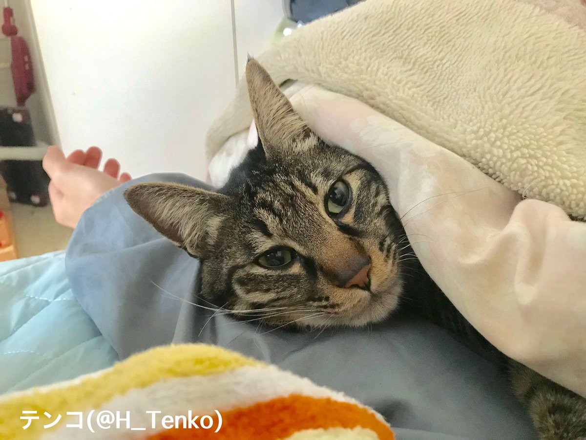 『 にゃたんぽ 』

北海道の寒さと戦うには猫が必要です。
テレビ、洗濯機、冷蔵庫、猫。
一家に一匹猫を。
https://t.co/k2rpbOmI8a
#北海道は今日も平和です
#猫の日 