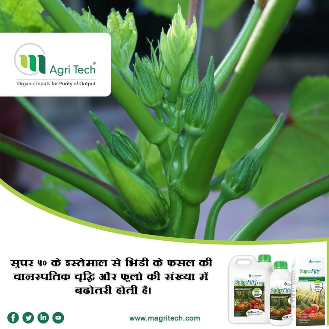 m_agritech's tweet photo. Superfifty यूरोप से आयातित उत्पाद है, यह जैविक खेती के लिए OMRI और Ecocert द्वारा प्रमाणित है। दुनिया के 50 देशों में सुपरफिफ्टी का बड़े पैमाने पर इस्तेमाल किया जाता है।
M Agri Tech द्वारा भारत में Superfifty का विपणन किया जाता है।

आवेदन पानी में @1 मिली से 2 मिली प्रति लीटर है। https://t.co/niuMpI0fA8