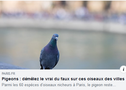 A lire : article intéressant de la Marie de Paris qui cite AERHO et notre partenaire Association ESPACES
paris.fr/pages/pigeons-… 
Pour en savoir plus sur les pigeons, plongez-vous dans notre livre « Des pigeons dans la ville » 
#despigeonsdanslaville #oiseauxenville