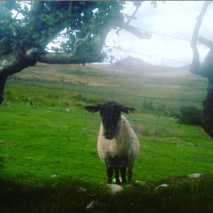 Beautiful Mourne Mountains, Co Down, N  #Ireland. Mournes are made up of 12 mountains with 15 peaks & include the famous Mourne wall (keeps sheep & cattle out of reservoir)! Area of Outstanding Natural Beauty. Partly  @NationalTrustNI. Daniel Mcevoy (with lovely cat!)  #caturday