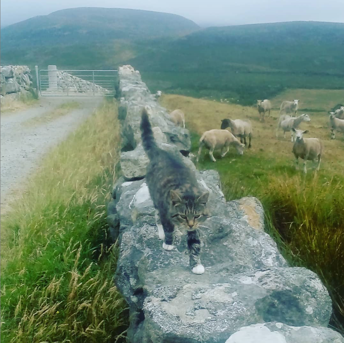 Beautiful Mourne Mountains, Co Down, N  #Ireland. Mournes are made up of 12 mountains with 15 peaks & include the famous Mourne wall (keeps sheep & cattle out of reservoir)! Area of Outstanding Natural Beauty. Partly  @NationalTrustNI. Daniel Mcevoy (with lovely cat!)  #caturday