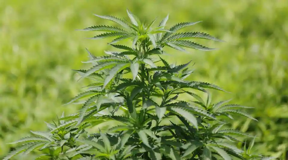 htTweets's tweet image. Manipur government considering legalising cannabis plantation

hindustantimes.com/india-news/man…