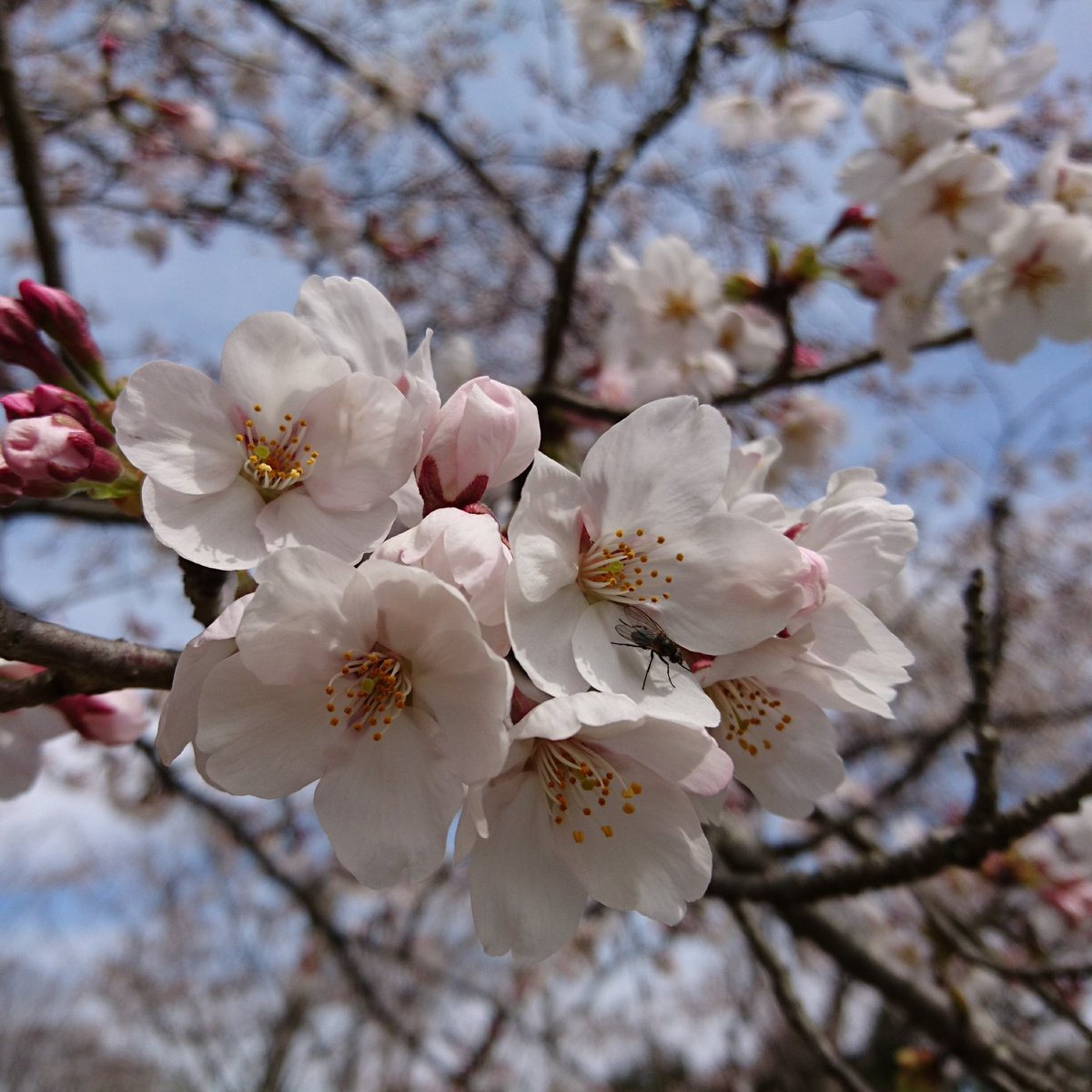 さくらんぼ🌸🍒乳がんステージⅣ tweet media