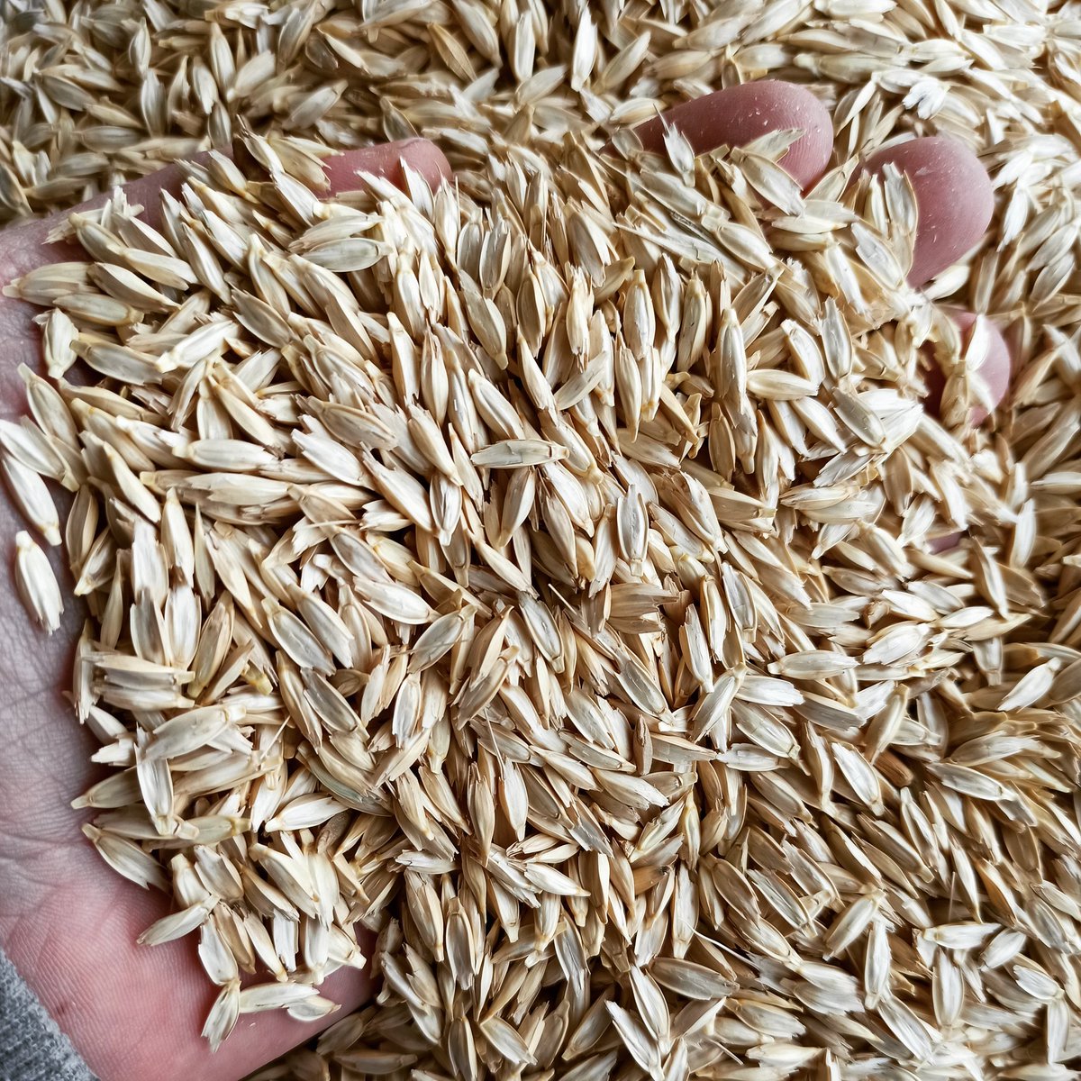 Siyez Buğdayı (Triticum Monococcum) efsane tahıllar serimizde yerini alan yeni ürünümüz.  Kavılca buğdayından sonra maltladığımız ikinci atalık tohum olan Siyez yaklaşık 12.000 yıldır insanlar tarafından kullanılıyor ve tarihte ilk kez ülkemiz topraklarında kültüre alınmış.