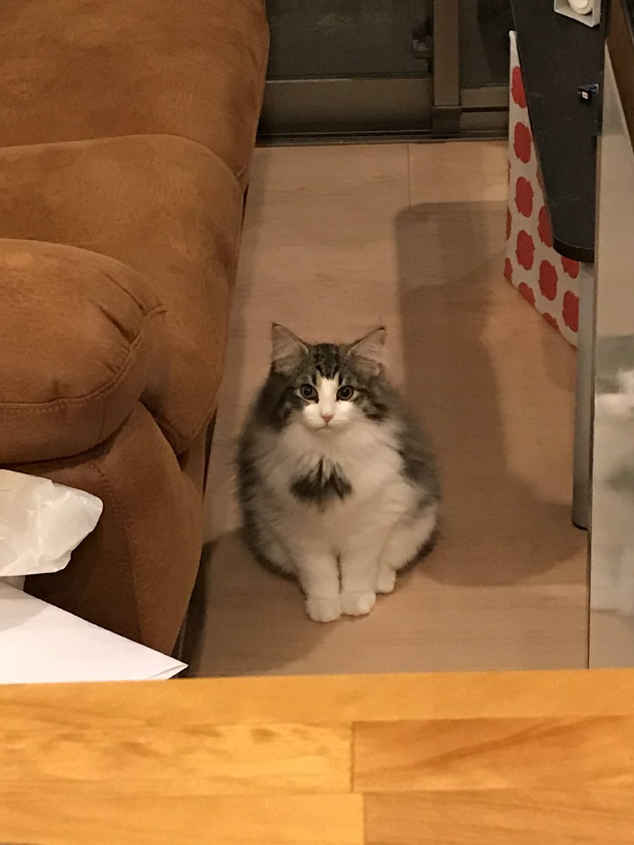 8kgの猫さんを見たお母さん こぢんまりしてるわ モッフモフなお姿でちまっと座るご様子がかわいい 大型種だから Togetter 8kgの猫さんを見たお母さん こぢんまりしてるわ モッフモフなお姿でちまっと座るご様子がかわいい 大型種だから Togetter